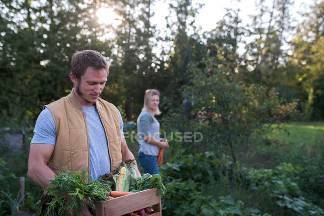 Жінка збирає врожаї на фермі, чоловік тримає ящик врожаю — стокове фото