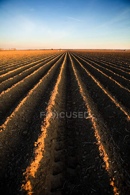 Ridges in agricultural field soil in sunlight — Stock Photo