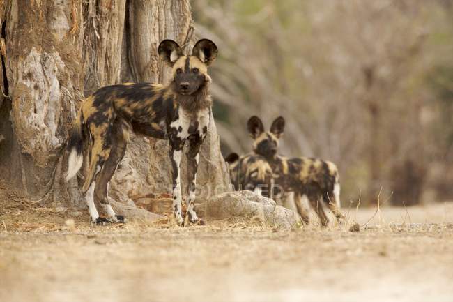 Дикі собаки або Lycaon pictus в Національний парк Ману басейнів, Зімбабве — стокове фото