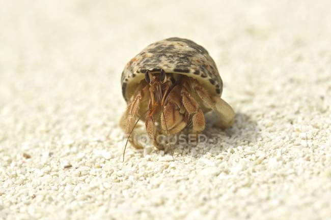 Краб-отшельник в раковине на песке, крупным планом — стоковое фото