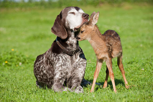 Rehkitz und Hund auf Gras — Stockfoto