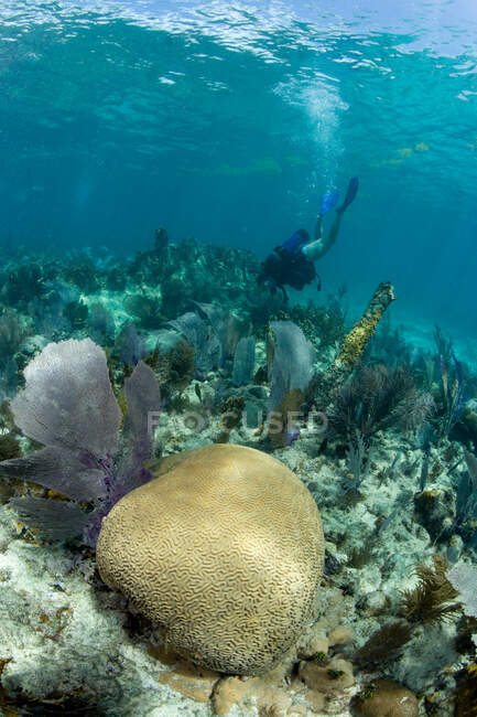 Дайвер на кораловому рифі . — стокове фото