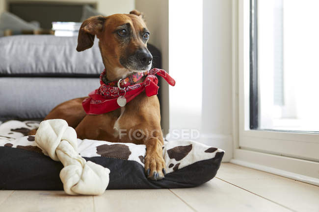 Собака у собачому ліжку з кісткою, що дивиться геть — стокове фото