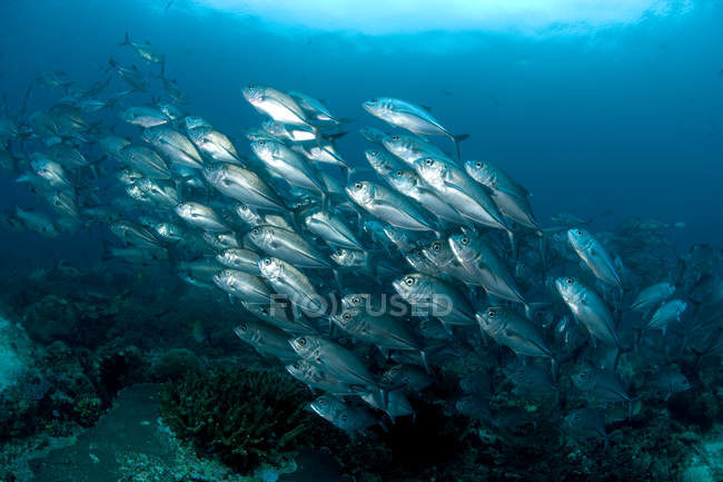 Grupo de peixes de escolaridade debaixo de água — Fotografia de Stock