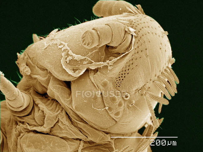 Coloured scanning electron micrograph of head of Polyxenus millipede — Stock Photo