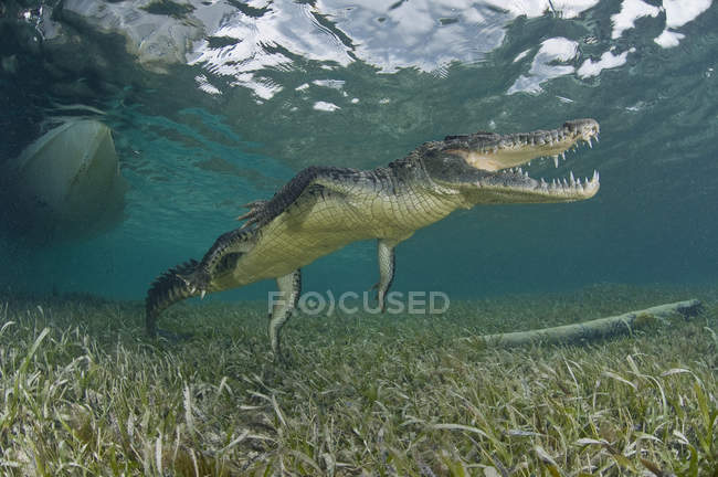 Американський крокодила в чистої води Карибського моря, Чінчорро банків, Кінтана-Роо, Мексика — стокове фото