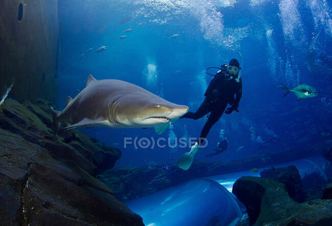 Tiburón tigre de arena y buzo - foto de stock