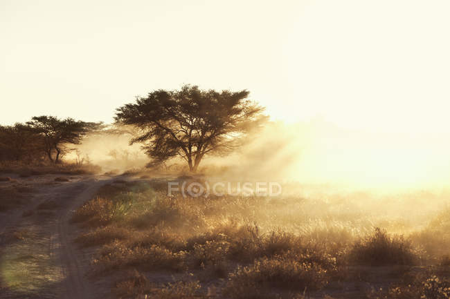 Llanura árida polvorienta y pista de tierra al atardecer, Namibia, África - foto de stock