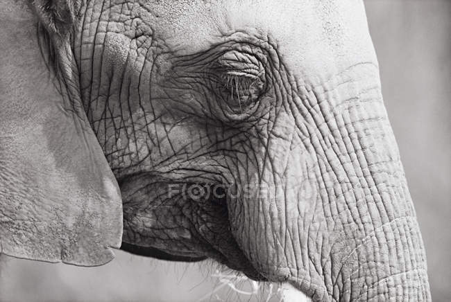 Primer plano de la cabeza de elefante - foto de stock