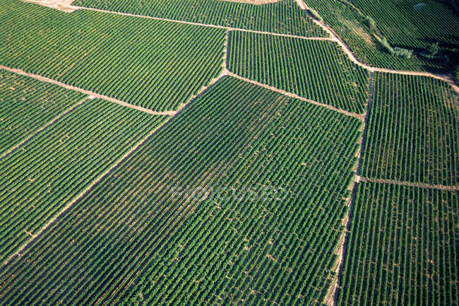 Vue aérienne des champs de cultures vertes — Photo de stock