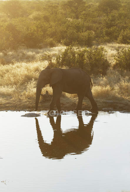 Африканский слон пьет в водопое, Национальный парк Этоша, Намибия — стоковое фото