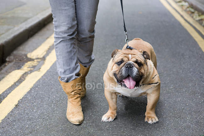Besitzer geht mit Bulldogge an der Leine, beschnitten — Stockfoto