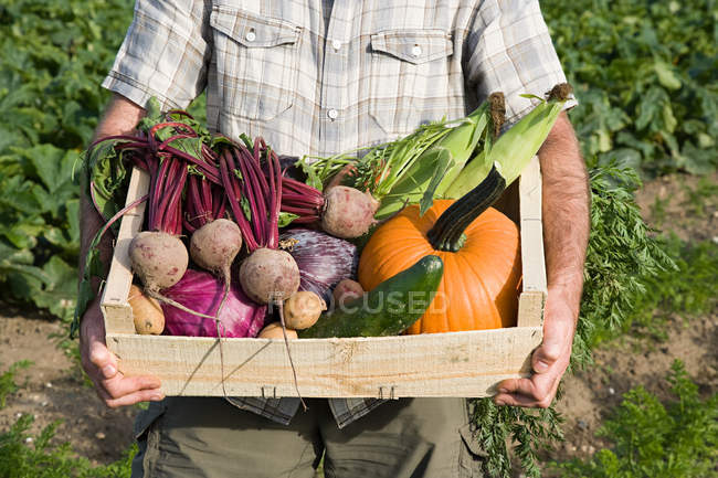 Imagen recortada de hombre sosteniendo caja de madera de verduras recién cultivadas - foto de stock
