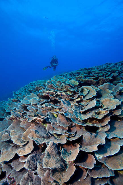 Buceador y arrecife de coral - foto de stock