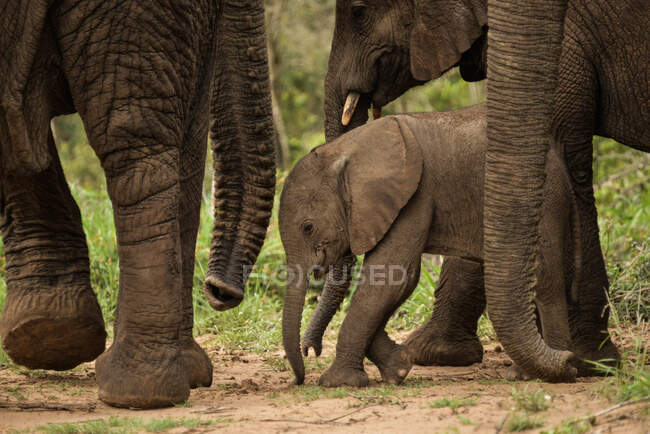 Детский слон среди взрослых, Phinda Game Reserve, Южная Африка — стоковое фото
