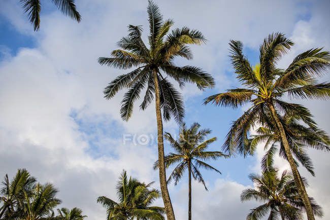 Vista de palmeras, Kaaawa, Oahu, Hawaii, EE.UU. - foto de stock