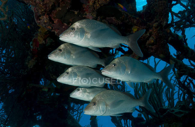 Peixes de escolaridade nadando em naufrágio debaixo d 'água — Fotografia de Stock