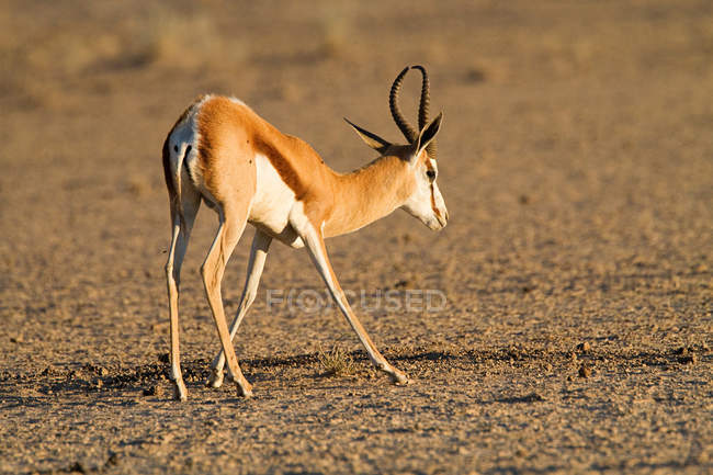 Vista traseira de springbok em terra seca à luz do sol — Fotografia de Stock