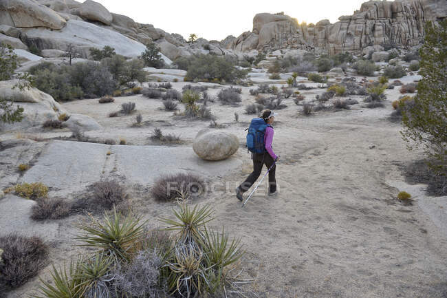 Путешествует женщина-турист с шестом в Национальном парке Джошуа-Три в пустыне Мохаве Южной Калифорнии Ноябрь 2012. — стоковое фото