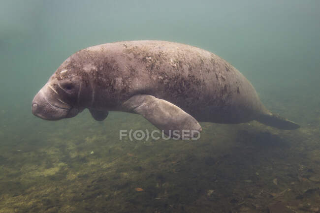 Manatee in the Crystal river, Florida, USA — Stock Photo