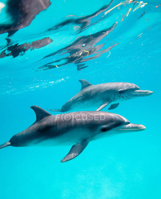 Dos delfines manchados del Atlántico bajo agua azul - foto de stock
