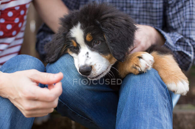 Pareja sentada al aire libre, sosteniendo al perro mascota en el regazo, sección central - foto de stock