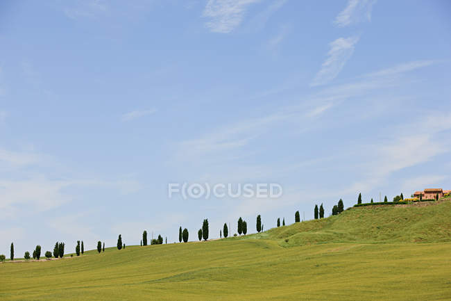 Cypress trees near Siena — Stock Photo