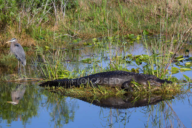 Crocodilo e garça na costa do lago — Fotografia de Stock