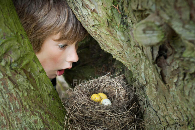 Boy looking at eggs in bird's nest — Stock Photo
