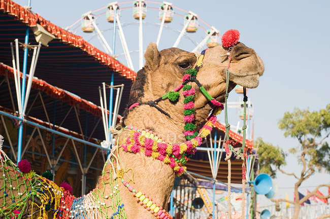 Camel in festival attire at amusement park — Stock Photo
