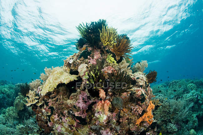 Nahaufnahme eines Korallenriffs unter Wasser — Stockfoto