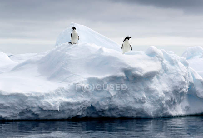 Adelie Penguins on ice floe — Stock Photo