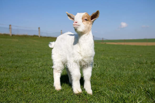 Ternero de cabra en el campo verde a la luz del sol - foto de stock
