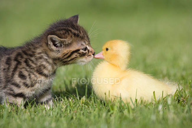 Gattino e anatroccolo annusare l'altro su erba alla luce del sole — Foto stock