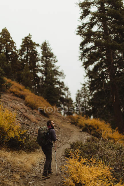 Rear view of male hiker hiking up mountain track, Mineral King, Sequoia National Park, California, USA — Stock Photo