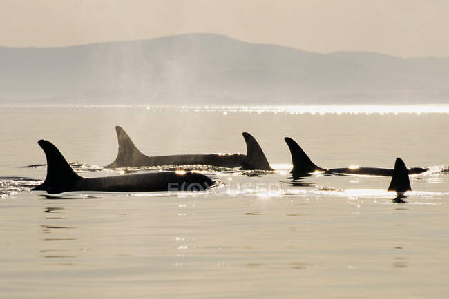 Killer whales surfacing in bright sunlight — Stock Photo