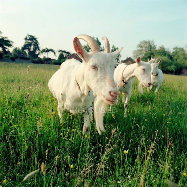 Three goats in field — Stock Photo