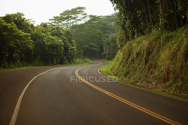 Road between green forest — Stock Photo