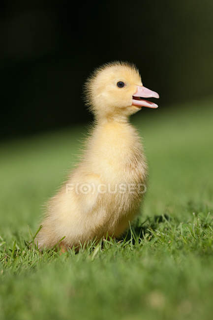 One duckling on green grass in bright sunlight — Stock Photo