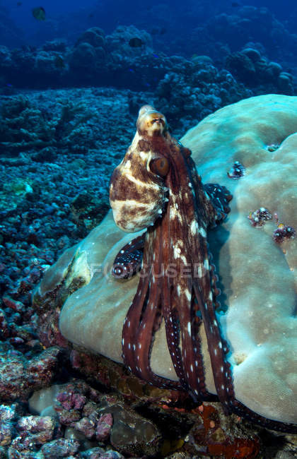 Tiro subaquático de polvo em pedra — Fotografia de Stock