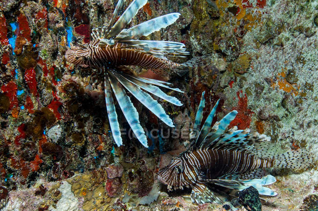 Peixe leão nadando no recife de coral — Fotografia de Stock