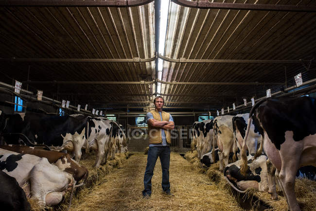 Retrato do agricultor em galpão de vaca — Fotografia de Stock