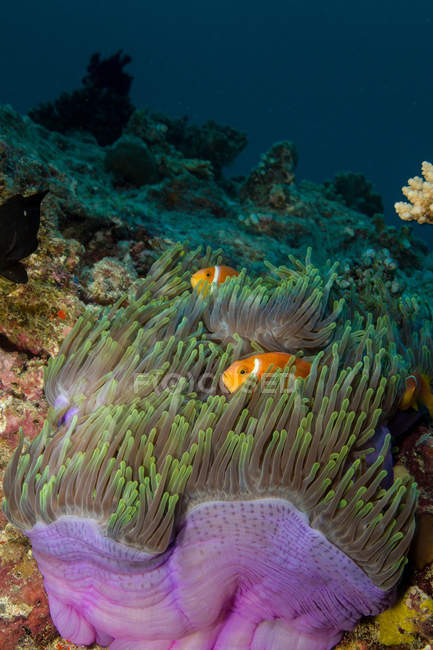 Clownfischschwärme nahe Anemonenpflanze unter Wasser — Stockfoto