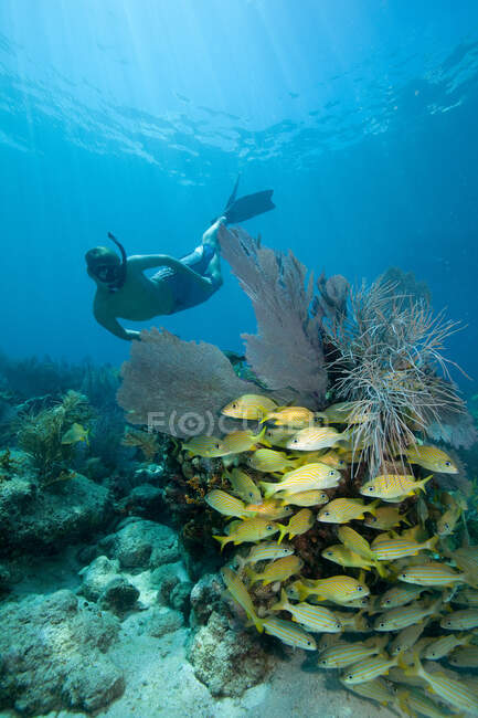 Snorkeler on coral reef — Stock Photo