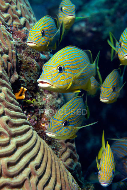 School of Blue striped Grunt, underwater view — Stock Photo