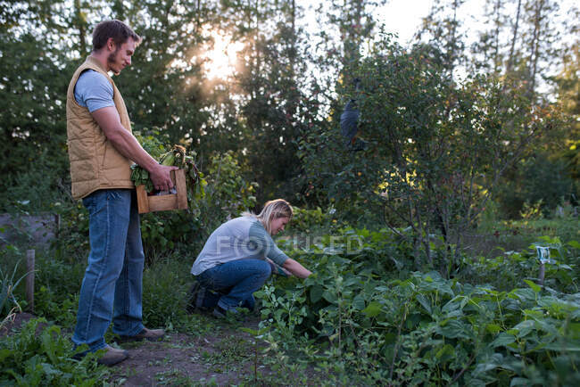 Woman picking crops on farm, man holding crate of crops — Stock Photo