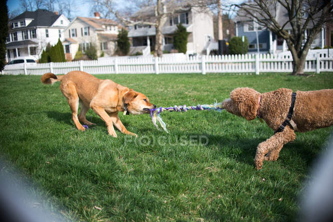 Dos perros jugando tirón de la guerra con cuerda en el jardín - foto de stock