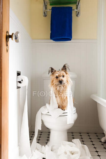 Portrait of cute dog wrapped in toilet paper on toilet seat — Stock Photo