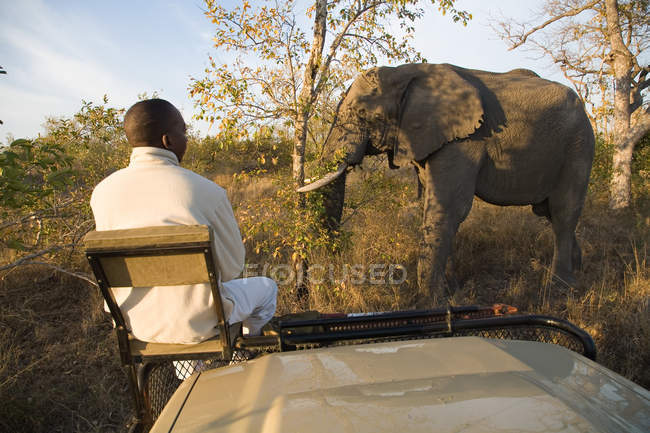 Rastreador mirando elefante africano - foto de stock