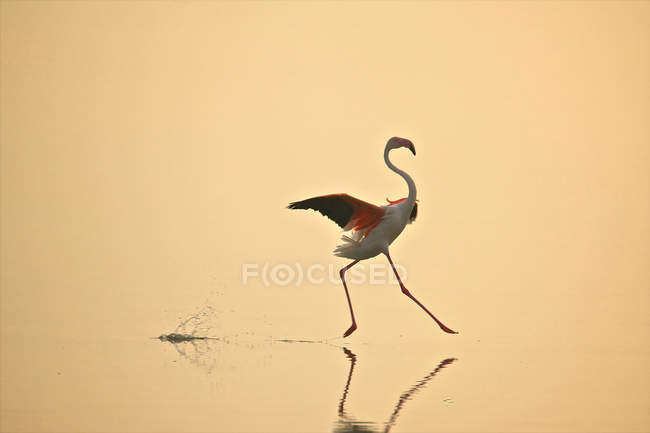 Greater Flamingo moving gracefully on water — Stock Photo